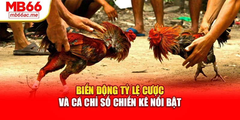 Biến động tỷ lệ cược và cá chỉ số chiến kê nổi bật