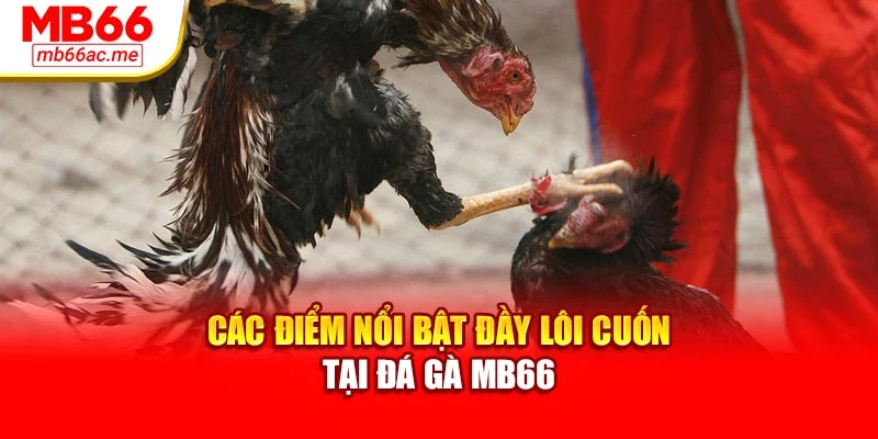 Các điểm nổi bật đầy lôi cuốn tại đá gà MB66