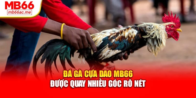 Đá gà cựa dao MB66 được quay nhiều góc rõ nét