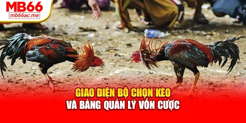 Giao diện bộ chọn kèo và bảng quản lý vốn cược