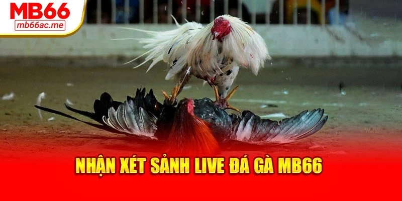 Nhận xét sảnh Live đá gà MB66