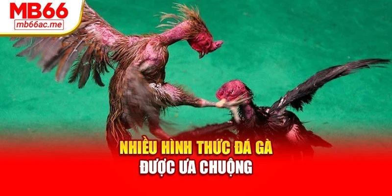 Nhiều hình thức đá gà được ưa chuộng