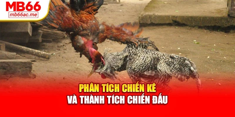 Phân tích chiến kê và thành tích chiến đấu