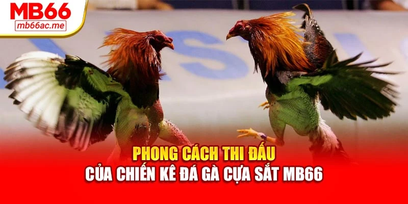 Phong cách thi đấu của chiến kê đá gà cựa sắt MB66