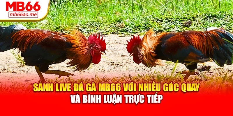 Sảnh Live đá gà MB66 với nhiều góc quay và bình luận trực tiếp