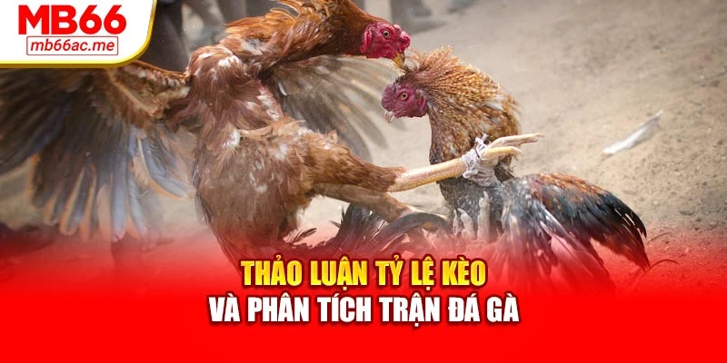 Thảo luận tỷ lệ kèo và phân tích trận đá gà