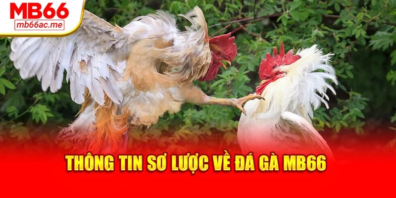 Thông tin sơ lược về đá gà MB66