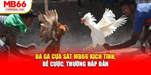 Đá Gà Cựa Sắt Mb66 Kịch Tính, Dễ Cược, Thưởng Hấp Dẫn