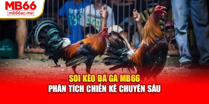 Soi Kèo Đá Gà Mb66 - Phân Tích Chiến Kê Chuyên Sâu